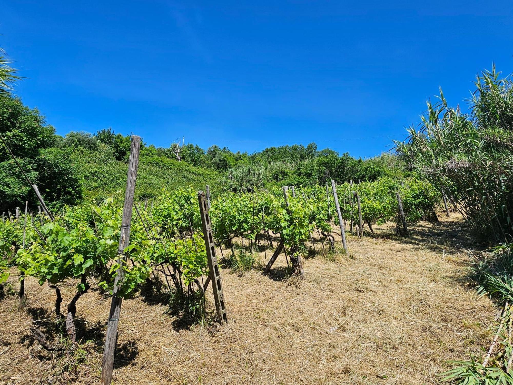 Poderi Lenzi * Lucca